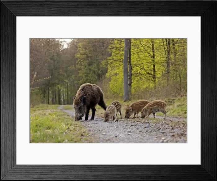 Framed Print : Picture No. 10891692 Framed Print : Picture No. 10891692