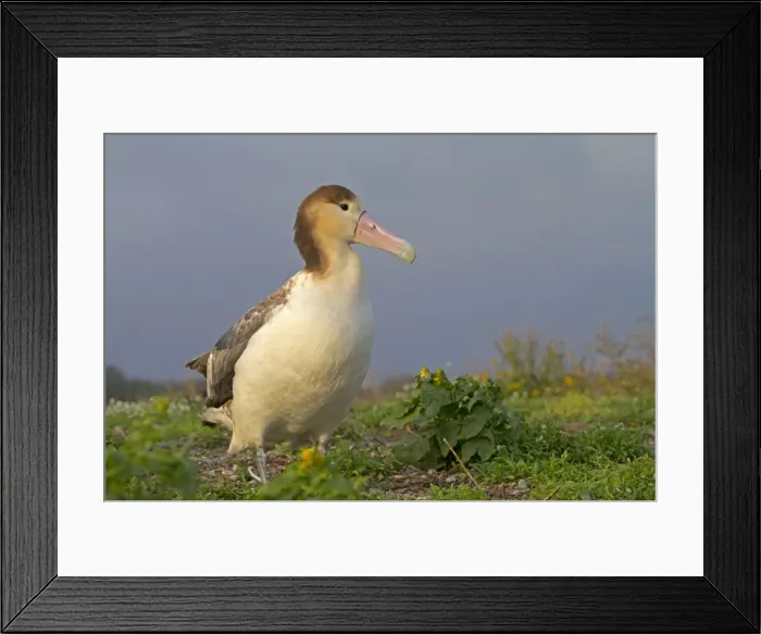 Framed Print : Picture No. 10891703 Framed Print : Picture No. 10891703