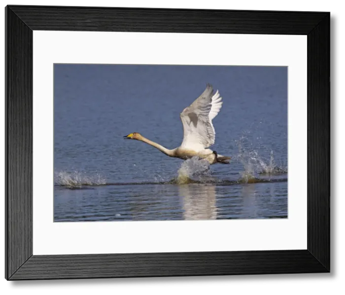 Framed Print : Picture No. 10891683