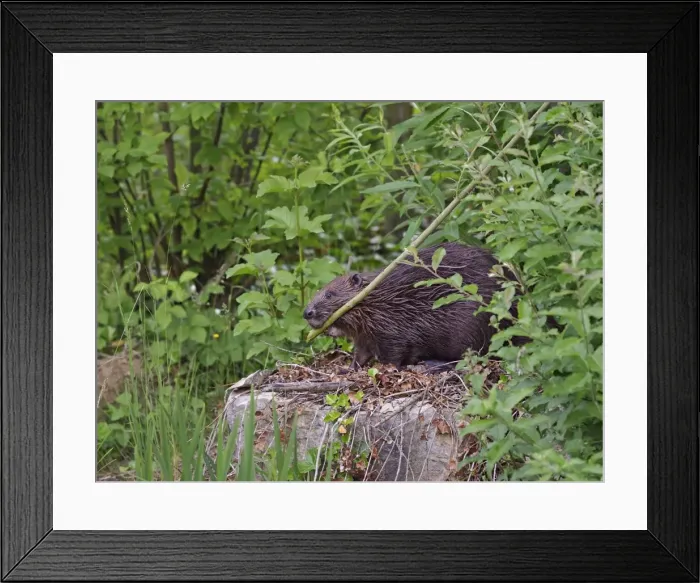 Framed Print : Picture No. 10891664 Framed Print : Picture No. 10891664