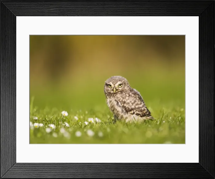 Framed Print : Picture No. 10894369 Framed Print : Picture No. 10894369