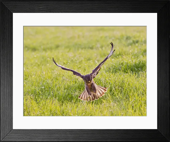 Framed Print : Picture No. 10894368 Framed Print : Picture No. 10894368