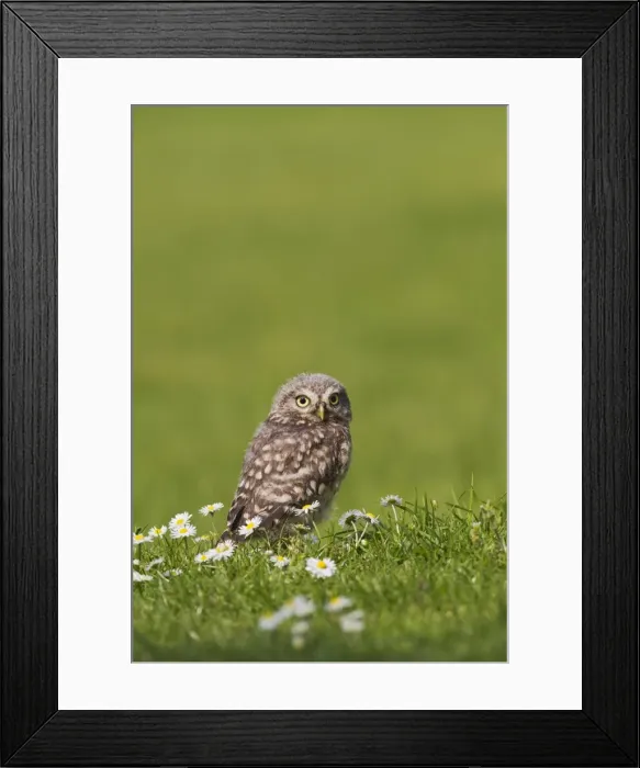Framed Print : Picture No. 10894373 Framed Print : Picture No. 10894373