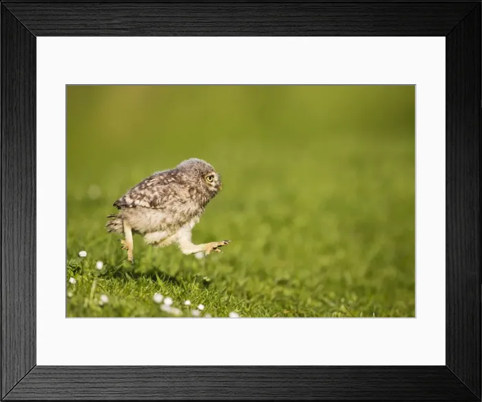 Framed Print : Picture No. 10894371 Framed Print : Picture No. 10894371