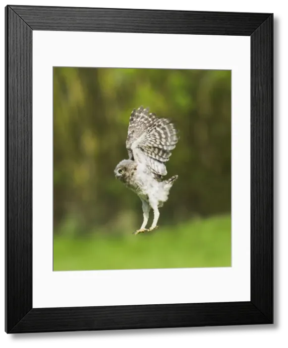 Framed Print : Picture No. 10894374 Framed Print : Picture No. 10894374