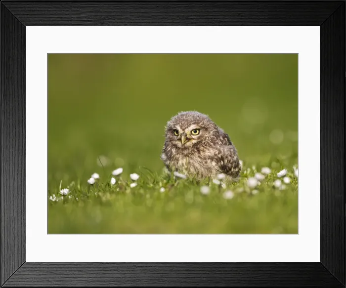 Framed Print : Picture No. 10894370 Framed Print : Picture No. 10894370