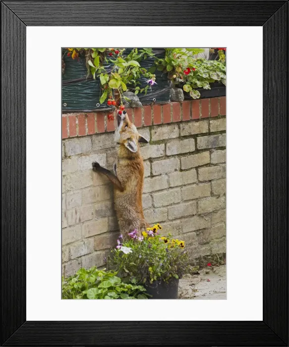Framed Print : Picture No. 10894375 Framed Print : Picture No. 10894375