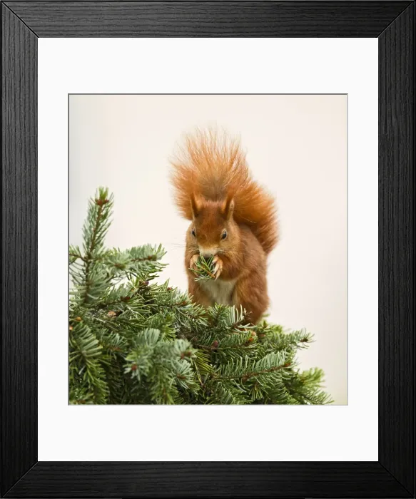 Framed Print : Picture No. 10894377 Framed Print : Picture No. 10894377