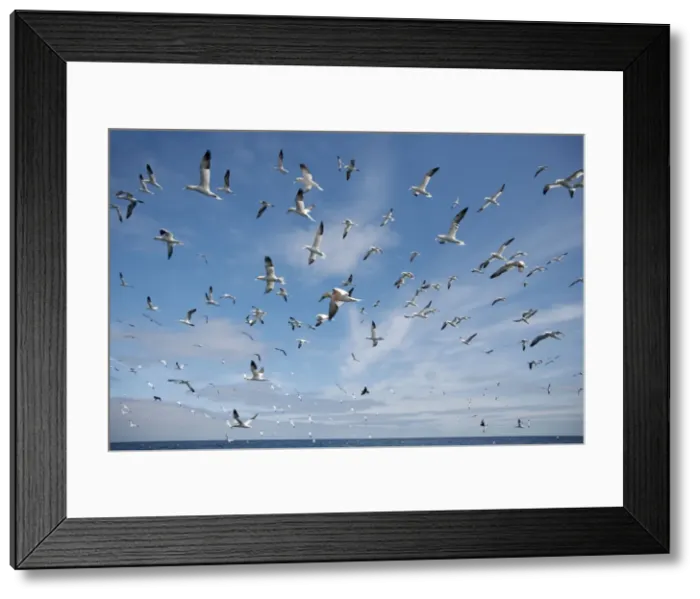 Framed Print : Picture No. 10894423 Framed Print : Picture No. 10894423