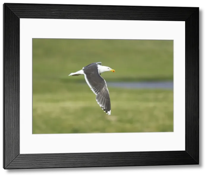 Framed Print : Picture No. 10894428 Framed Print : Picture No. 10894428