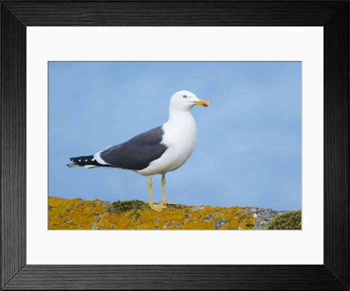 Framed Print : Picture No. 10894429 Framed Print : Picture No. 10894429
