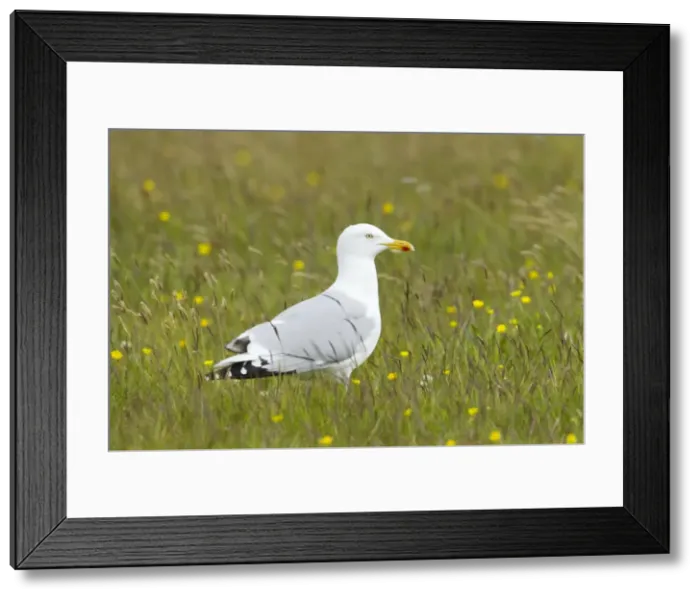 Framed Print : Picture No. 10894430 Framed Print : Picture No. 10894430
