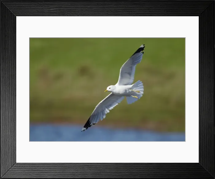 Framed Print : Picture No. 10894427 Framed Print : Picture No. 10894427
