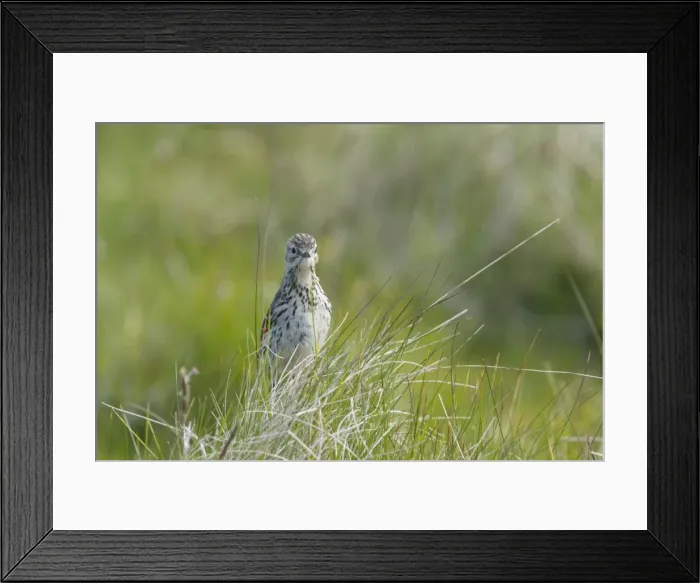 Framed Print : Picture No. 10894432 Framed Print : Picture No. 10894432