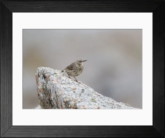 Framed Print : Picture No. 10894431 Framed Print : Picture No. 10894431