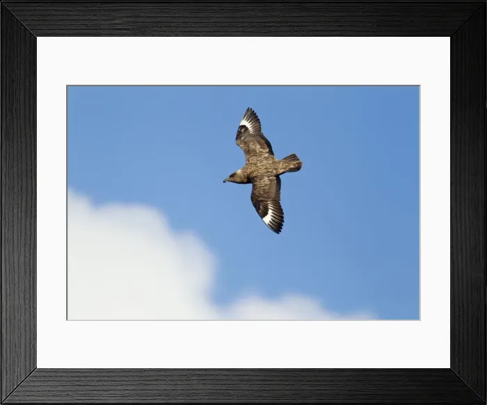 Framed Print : Picture No. 10894439 Framed Print : Picture No. 10894439