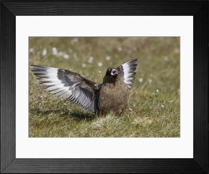 Framed Print : Picture No. 10894436 Framed Print : Picture No. 10894436