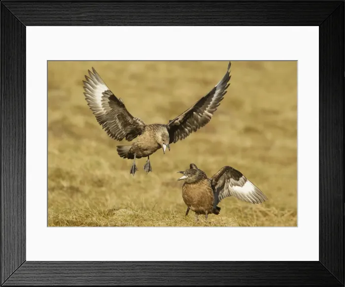 Framed Print : Picture No. 10894438 Framed Print : Picture No. 10894438