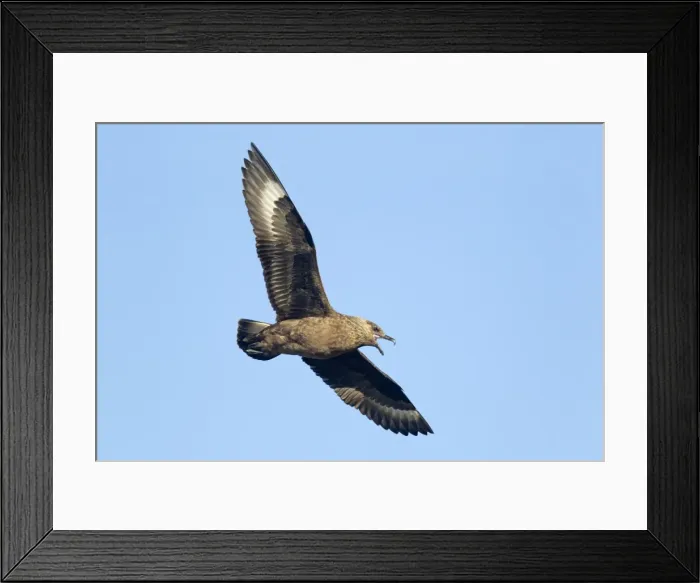 Framed Print : Picture No. 10894440 Framed Print : Picture No. 10894440