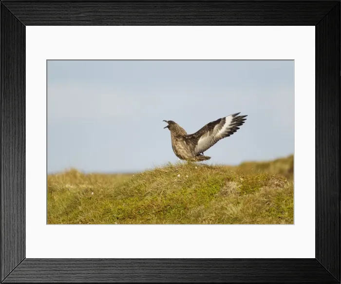 Framed Print : Picture No. 10894437 Framed Print : Picture No. 10894437