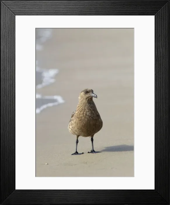 Framed Print : Picture No. 10894445 Framed Print : Picture No. 10894445