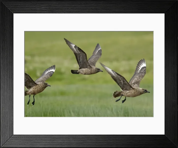 Framed Print : Picture No. 10894442 Framed Print : Picture No. 10894442