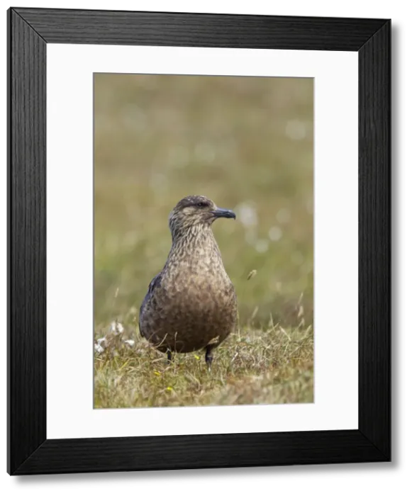 Framed Print : Picture No. 10894443