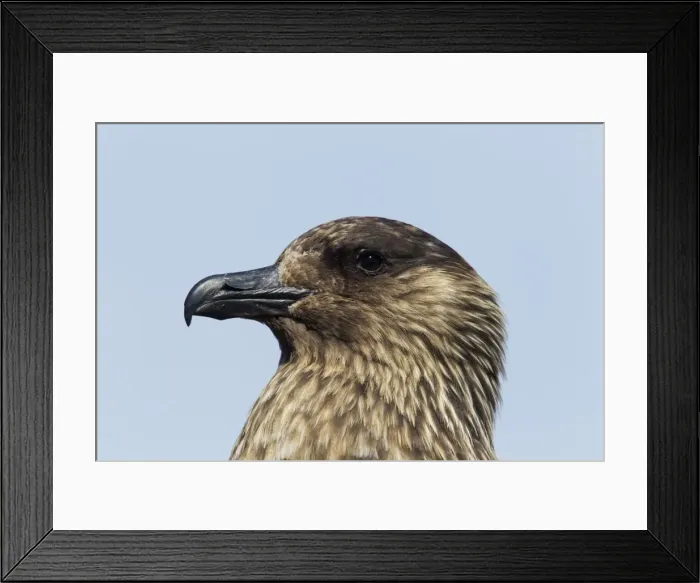 Framed Print : Picture No. 10894444 Framed Print : Picture No. 10894444