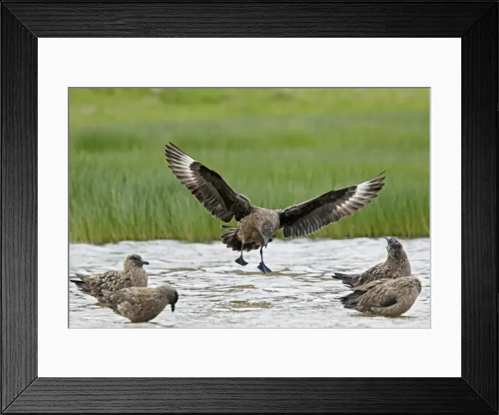 Framed Print : Picture No. 10894450 Framed Print : Picture No. 10894450