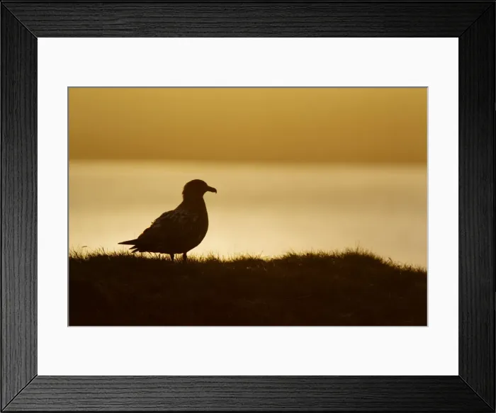 Framed Print : Picture No. 10894447 Framed Print : Picture No. 10894447