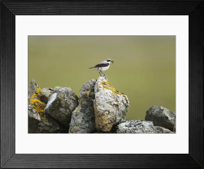 Framed Print : Picture No. 10894453 Framed Print : Picture No. 10894453