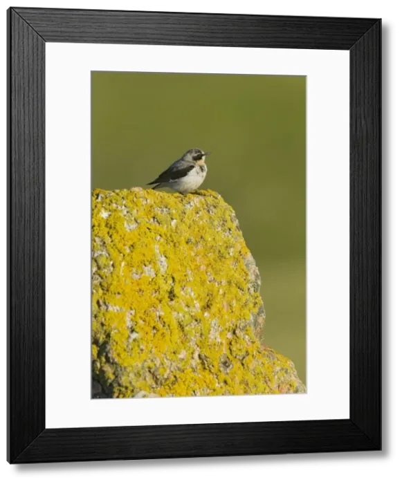 Framed Print : Picture No. 10894454 Framed Print : Picture No. 10894454