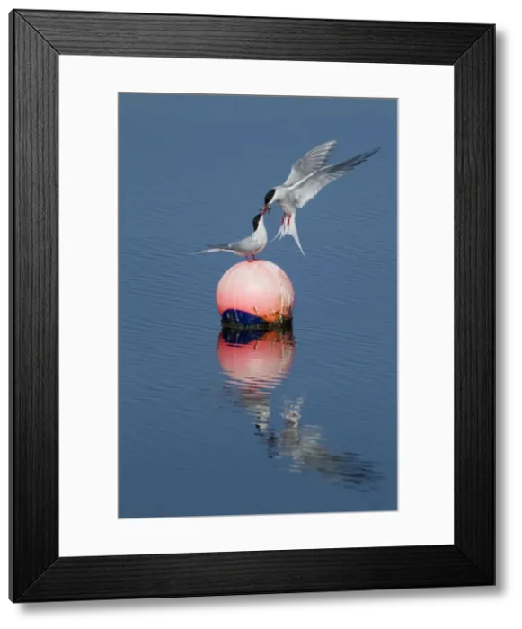 Framed Print : Picture No. 10894456 Framed Print : Picture No. 10894456