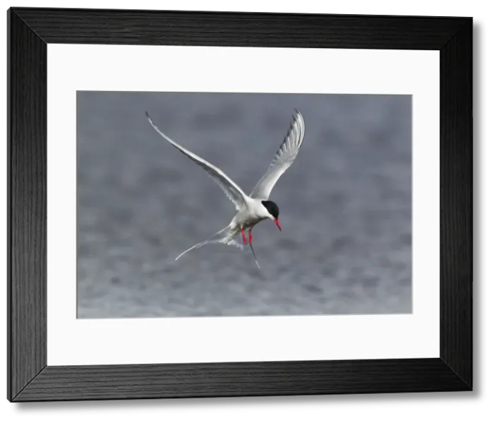 Framed Print : Picture No. 10894458 Framed Print : Picture No. 10894458