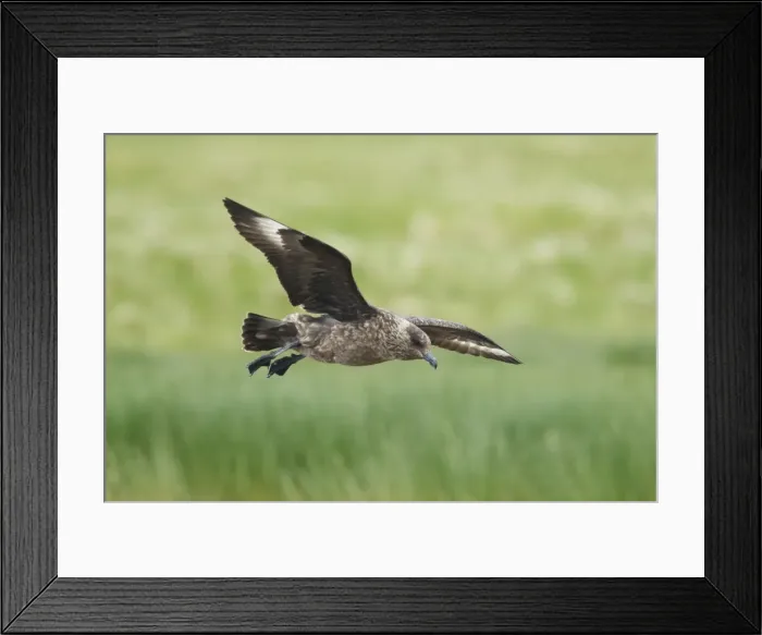 Framed Print : Picture No. 10894452 Framed Print : Picture No. 10894452