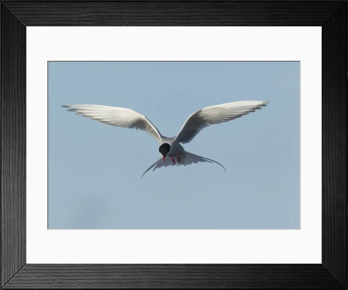 Framed Print : Picture No. 10894457 Framed Print : Picture No. 10894457