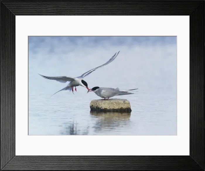 Framed Print : Picture No. 10894461 Framed Print : Picture No. 10894461