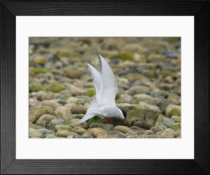Framed Print : Picture No. 10894455 Framed Print : Picture No. 10894455