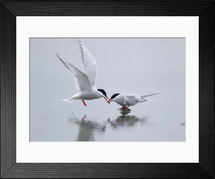 Framed Print : Picture No. 10894463 Framed Print : Picture No. 10894463