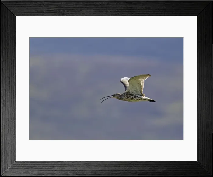 Framed Print : Picture No. 10894464 Framed Print : Picture No. 10894464
