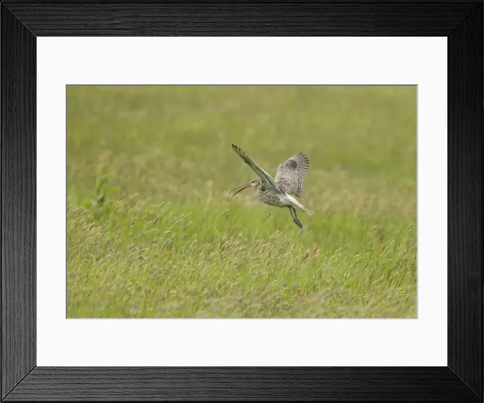 Framed Print : Picture No. 10894466 Framed Print : Picture No. 10894466
