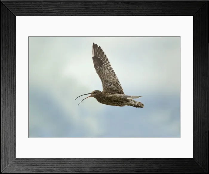 Framed Print : Picture No. 10894467 Framed Print : Picture No. 10894467