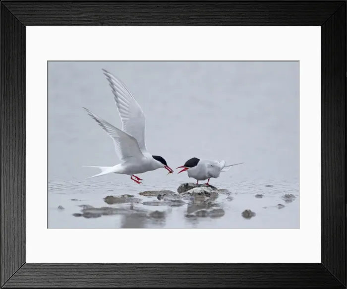 Framed Print : Picture No. 10894462 Framed Print : Picture No. 10894462