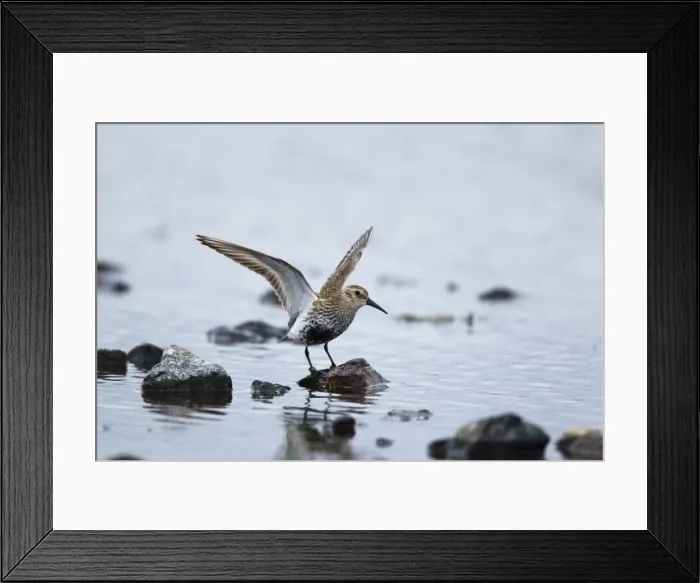 Framed Print : Picture No. 10894470