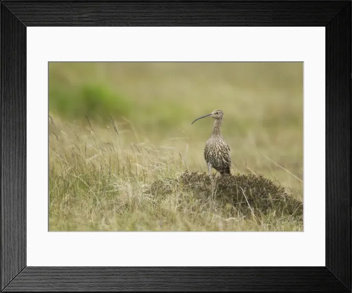 Framed Print : Picture No. 10894469 Framed Print : Picture No. 10894469