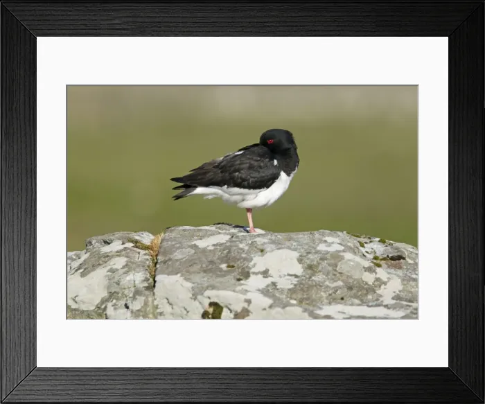 Framed Print : Picture No. 10894474 Framed Print : Picture No. 10894474