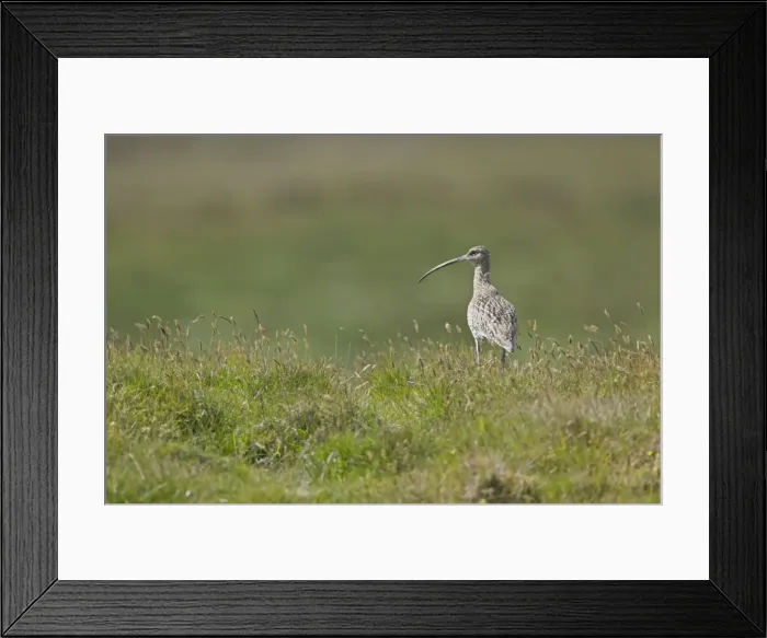 Framed Print : Picture No. 10894468 Framed Print : Picture No. 10894468