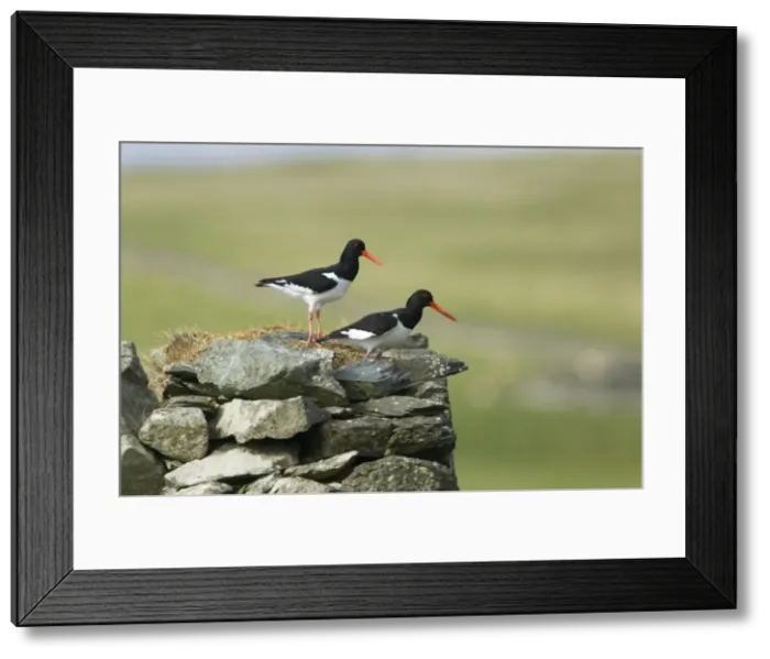 Framed Print : Picture No. 10894473 Framed Print : Picture No. 10894473