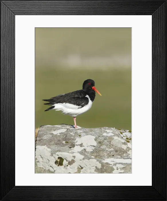 Framed Print : Picture No. 10894475 Framed Print : Picture No. 10894475