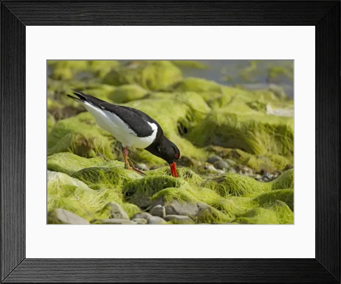 Framed Print : Picture No. 10894476 Framed Print : Picture No. 10894476